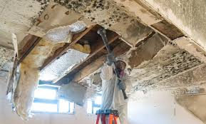 Professional Mold Removal & Remediation in Sparta, NC